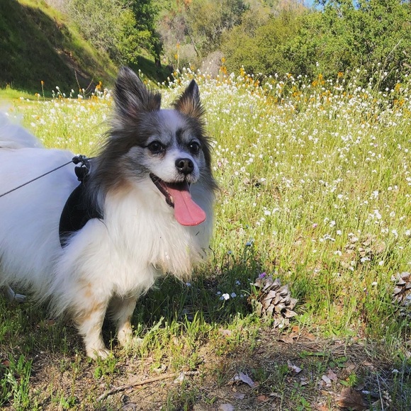 Meet your Posher, Juliana - Picture 3 of 3